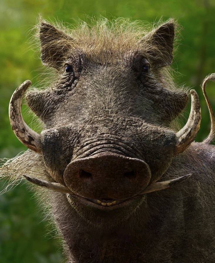 Pumbaa (The Lion King) (2019)