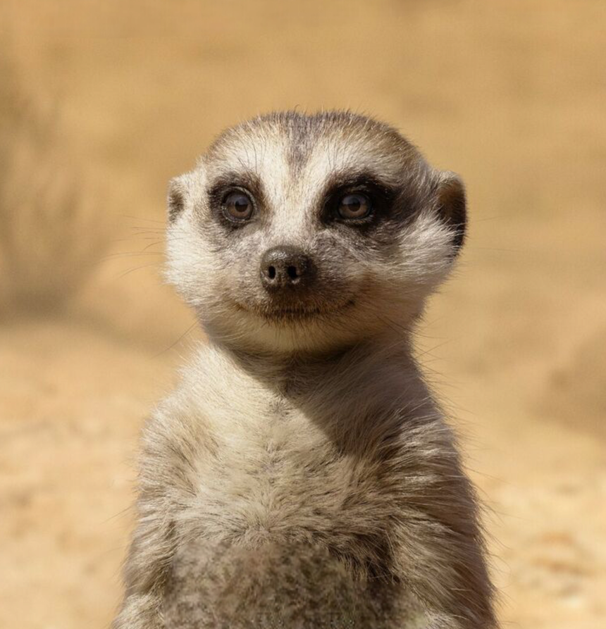 Timon (The Lion King) (2019)