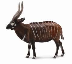 Aunt Cass The Bongo Antelope 