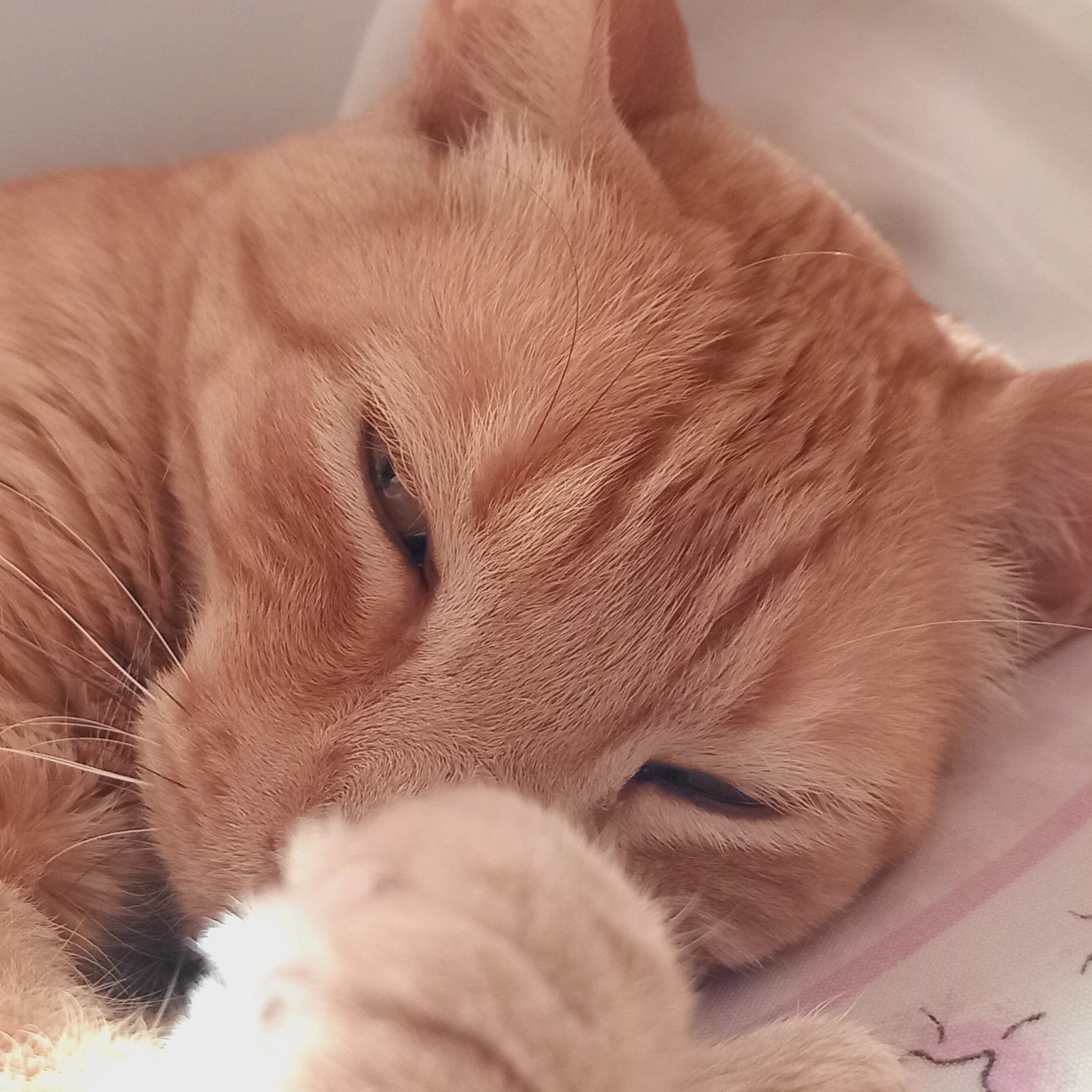 Ciro 7 años 