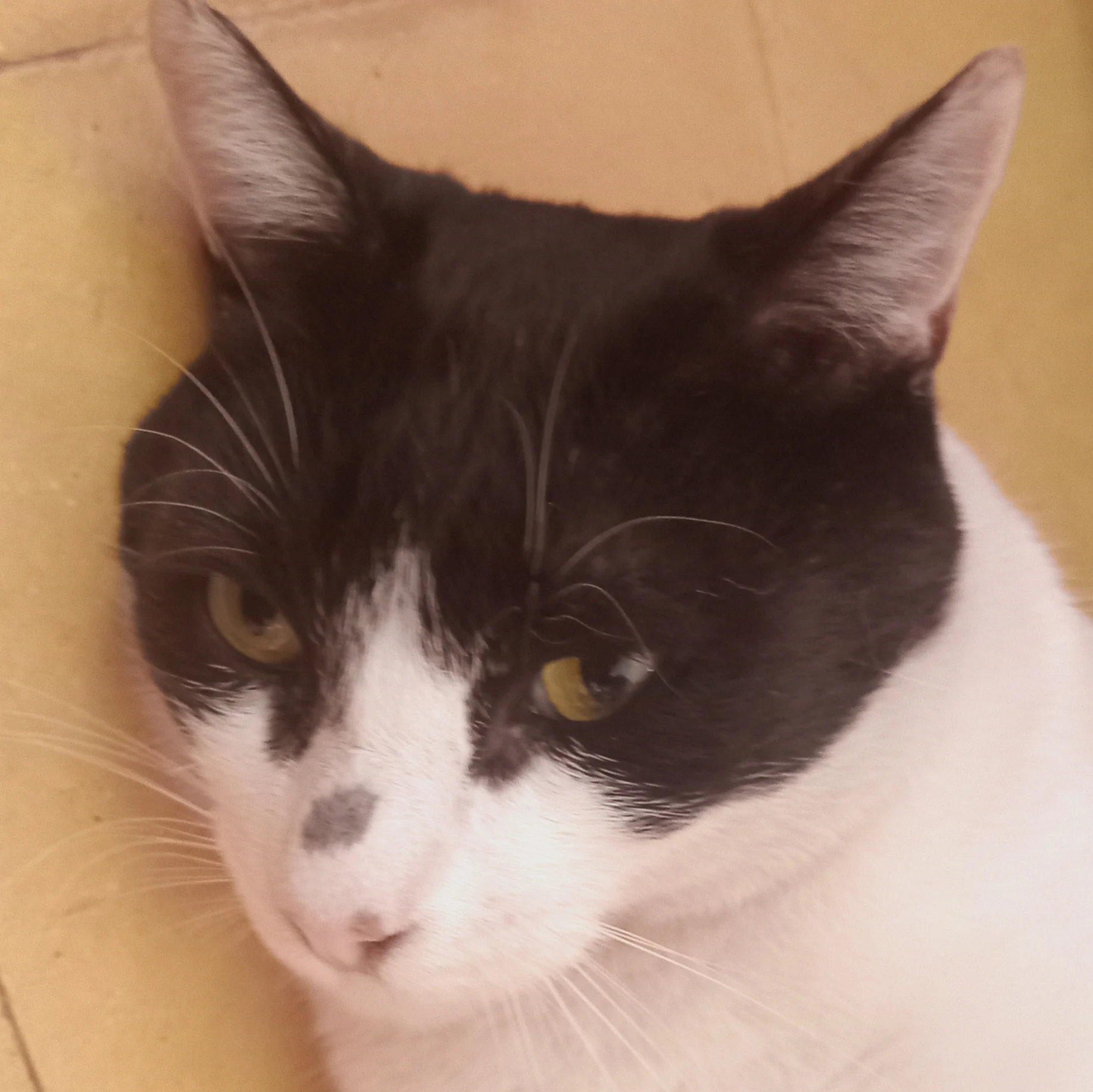 Pichulo 6 años 