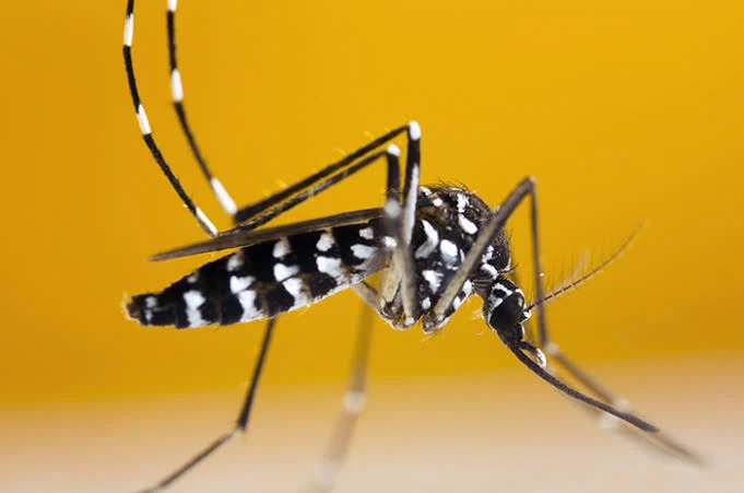 Mosquito