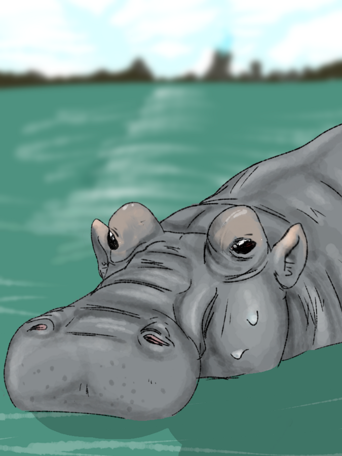 Hippopotamus gorgops