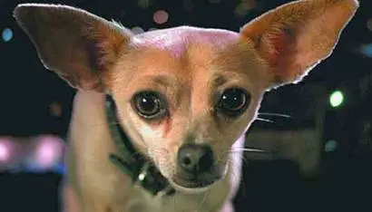 Taco Bell Chihuahua (Taco Bell)