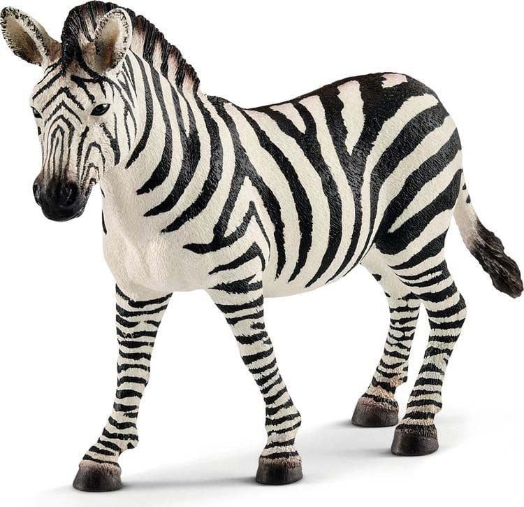 Patricia Rodriguez the Zebra