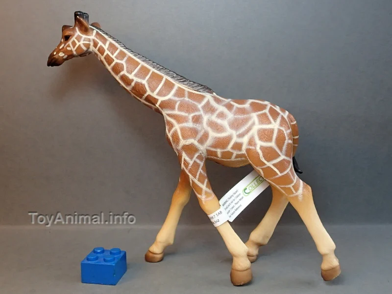 Talils The Giraffe Calf Rus