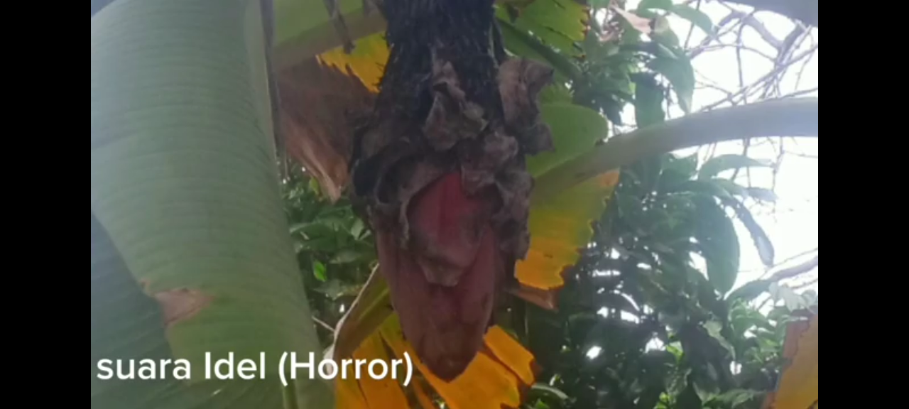 Idel (Horror) (@abidkontenini)