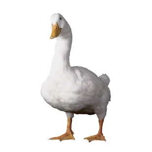 Aflac Duck (Aflac, Gilbert Gottfried)