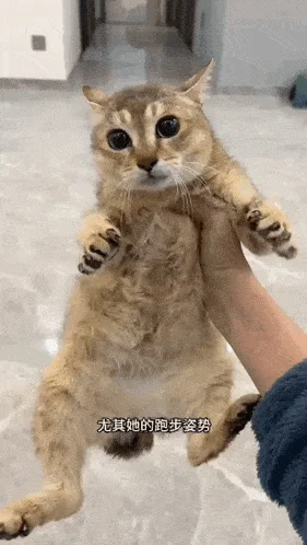 Not Cat V3