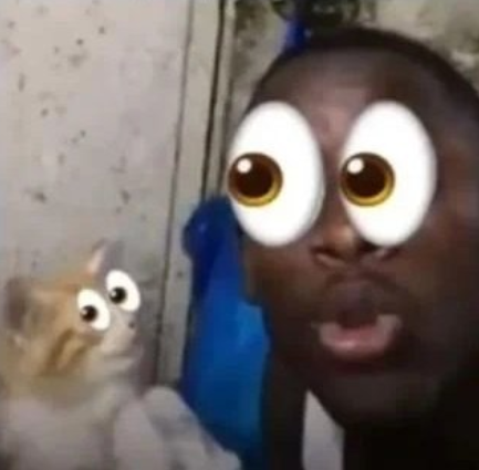 Cat 2022