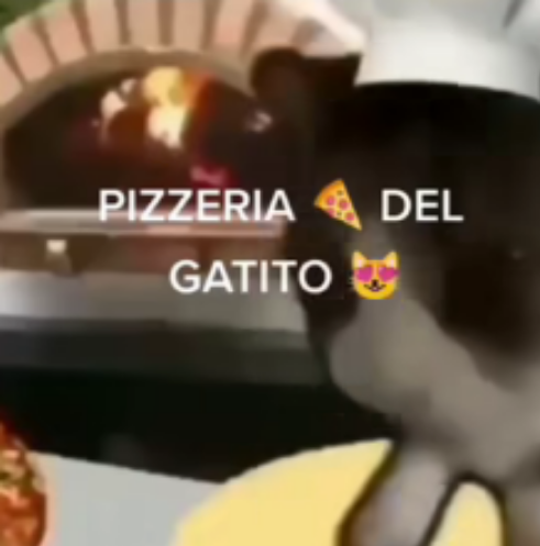Meme "Pizzeria Del Gatito"