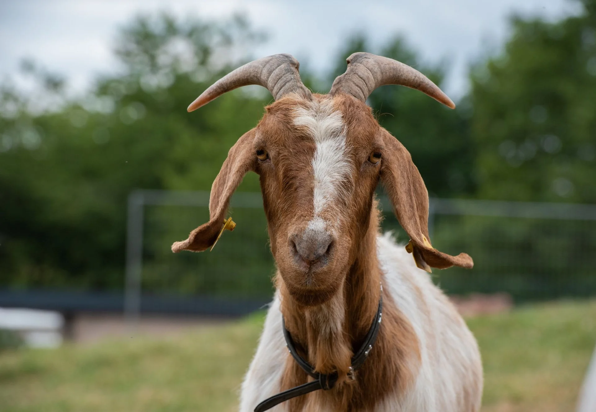 literally - sounds - goat - bleat - (bring your pet to work)