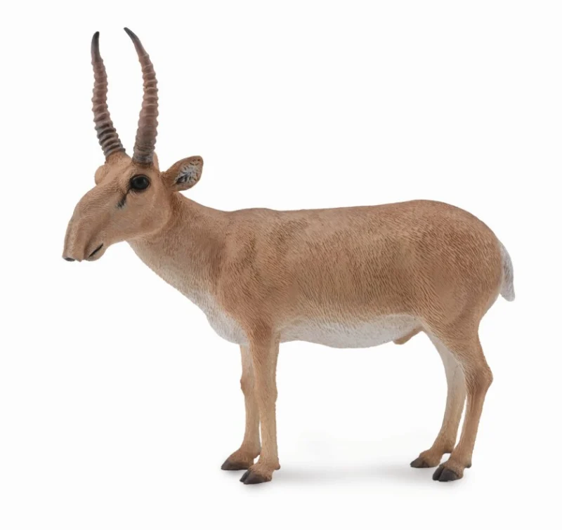 Citlali The Saiga Japanese