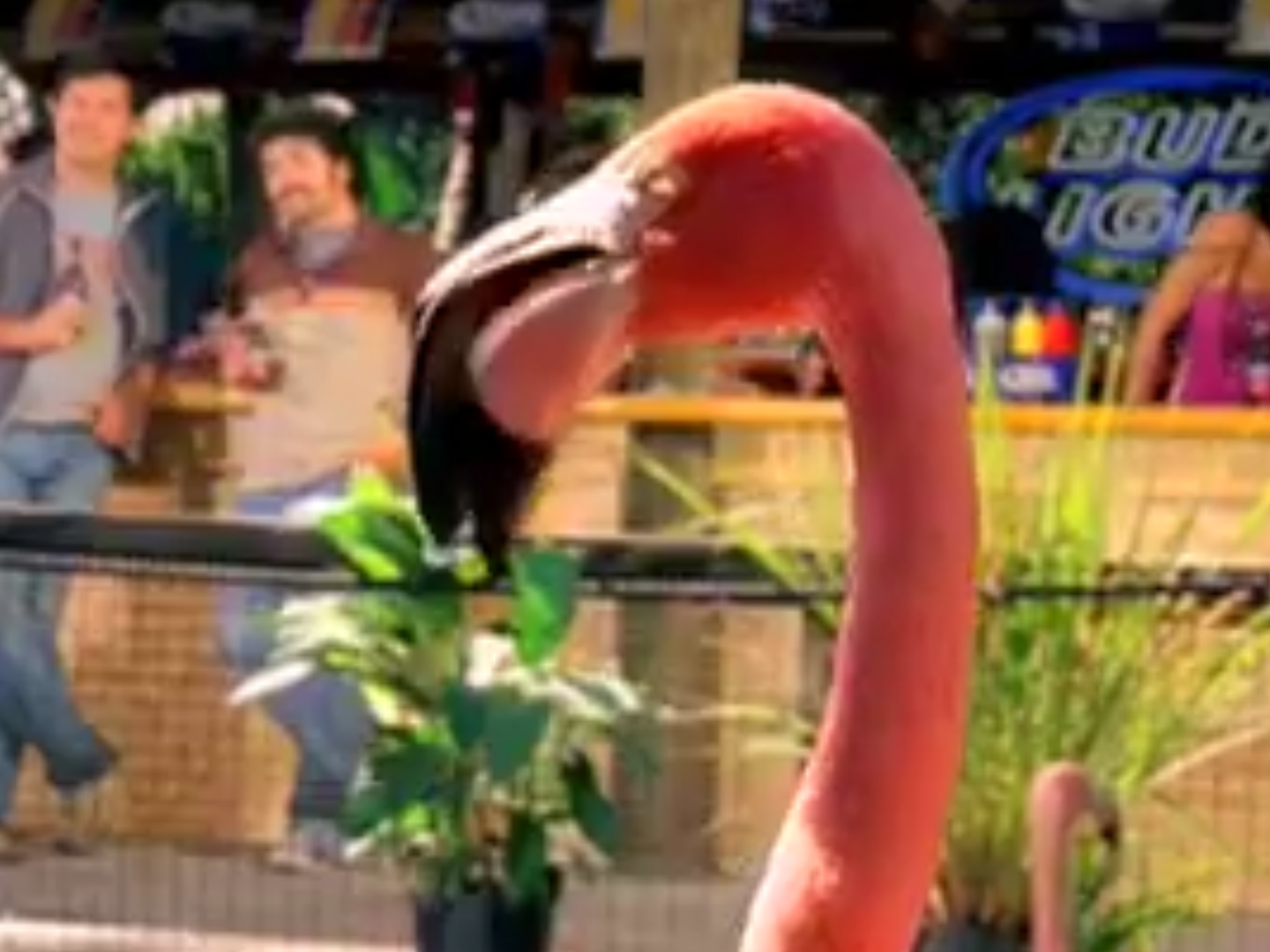 Buzz Image - Bud Light - Commercial - Flamingo - American Flamingo - 01