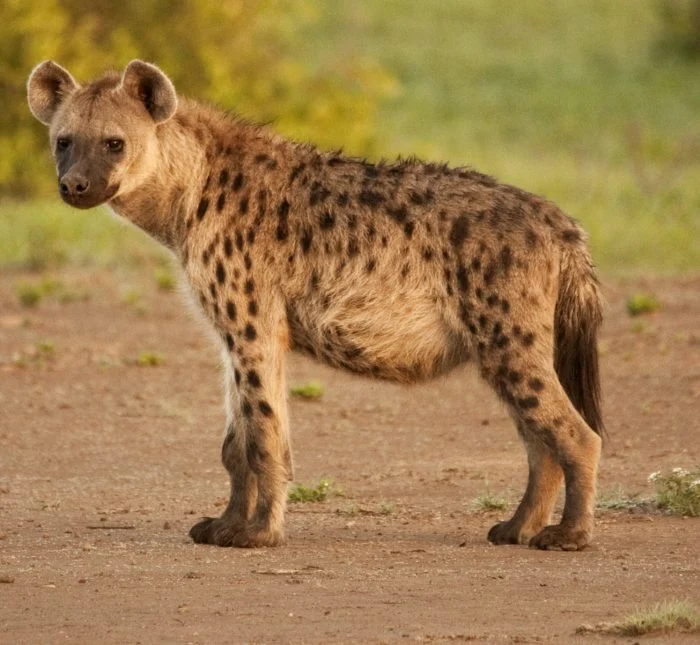 Spotted Hyena