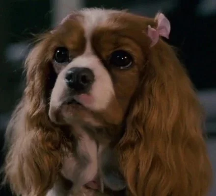 Polly (underdog) (Amy Adams)