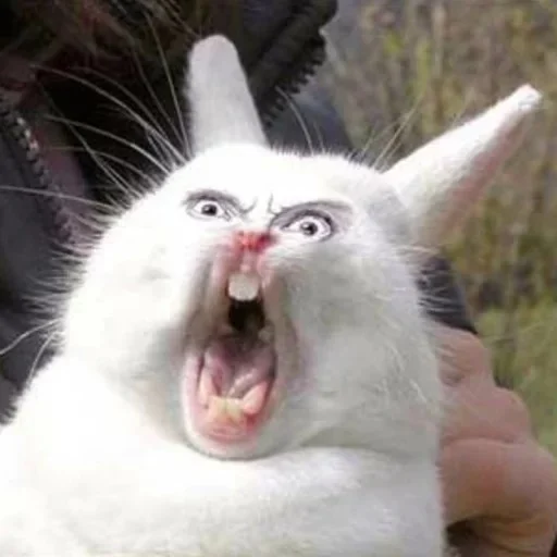 Benson the Bunny
