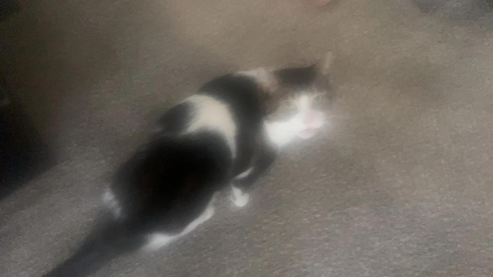 Hailey The Cat