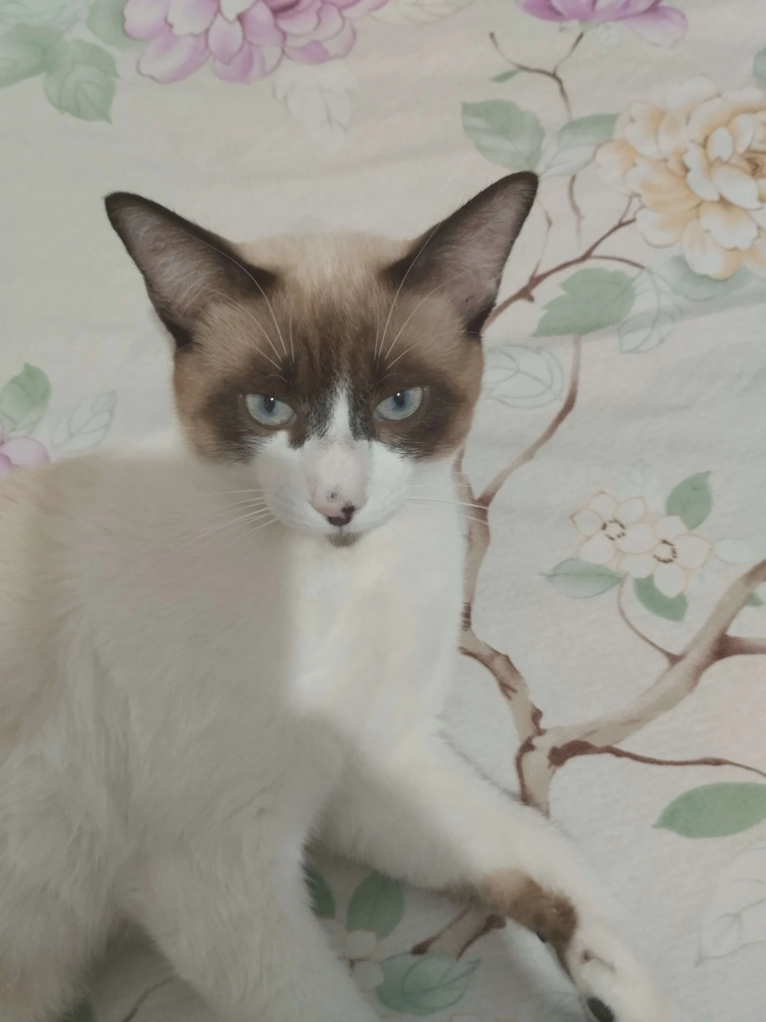 Meu Gato