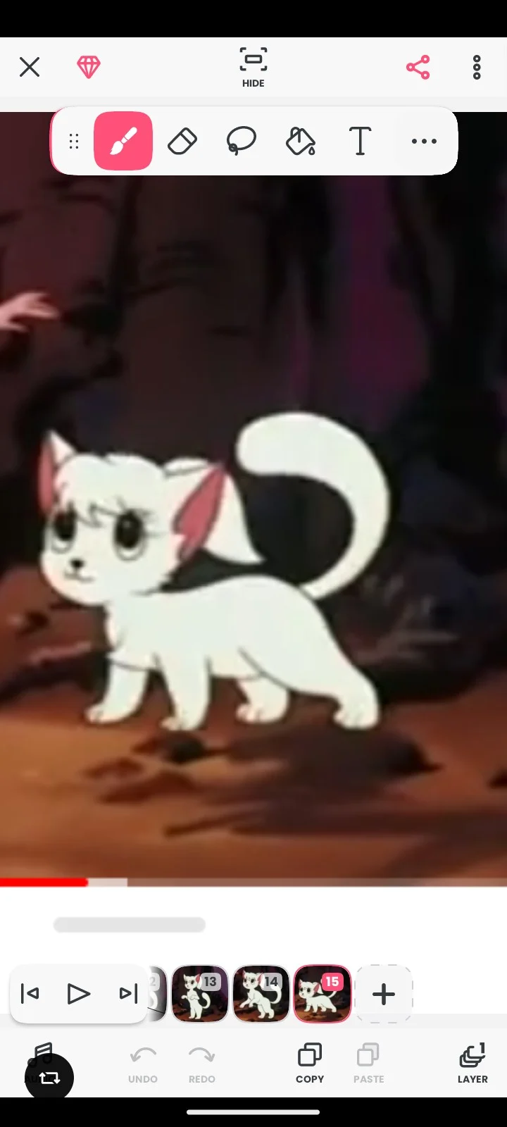 Zamba cat