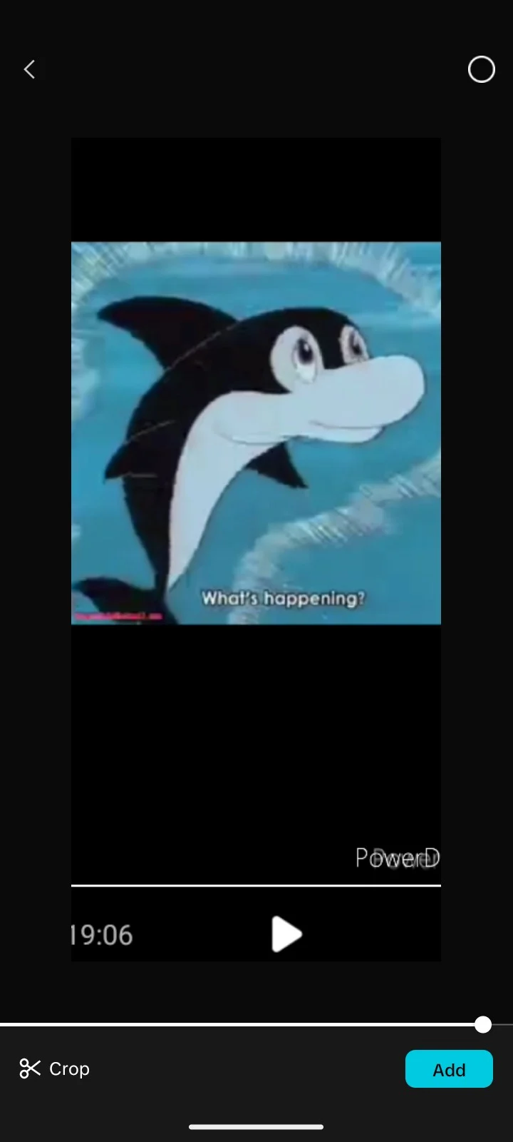 Zamba dolphin 