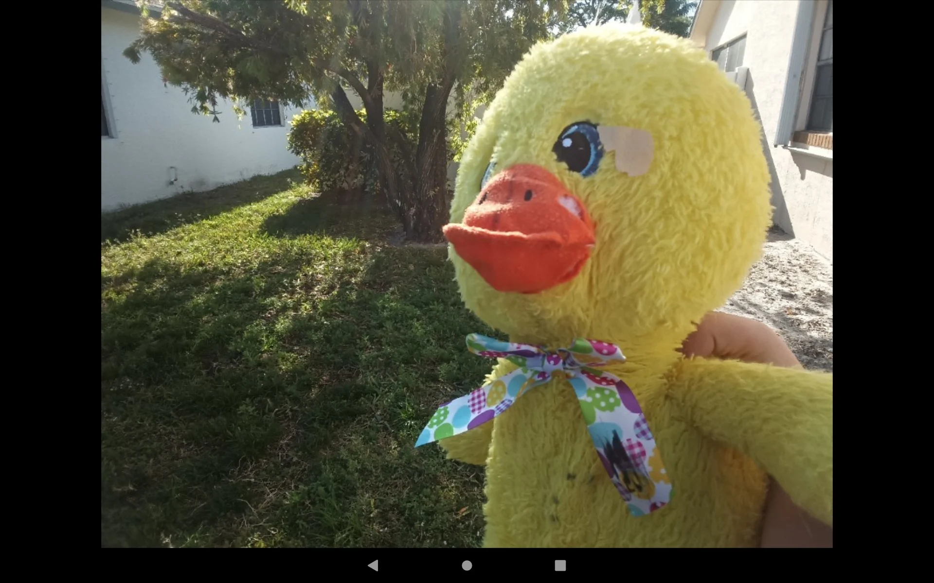 Ducky Quest (AquaticZaq1)