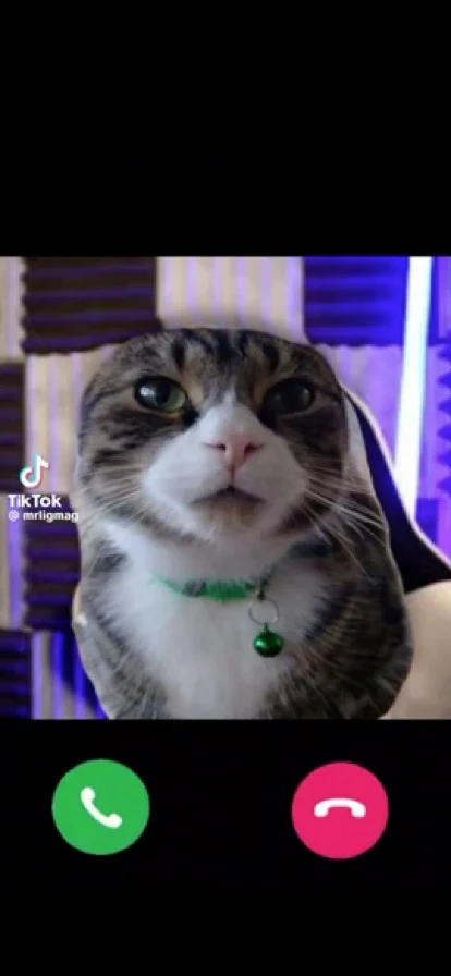 Sigma cat