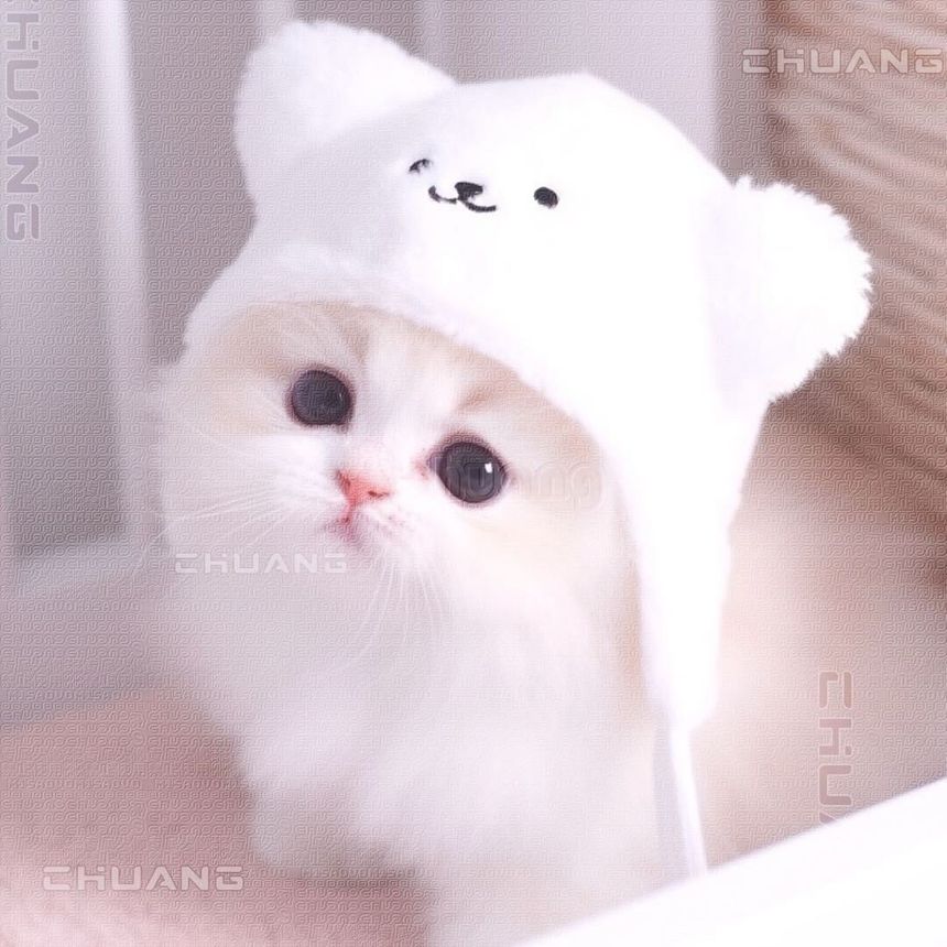 chuangchuang