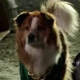 Ruff (Pupstar)