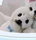 Snowball (Igloo-Gloo) V2
