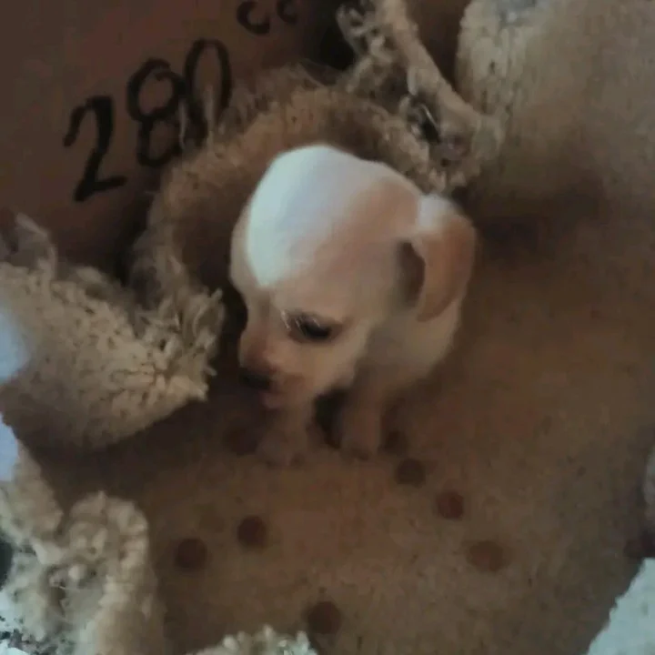 Bengalito